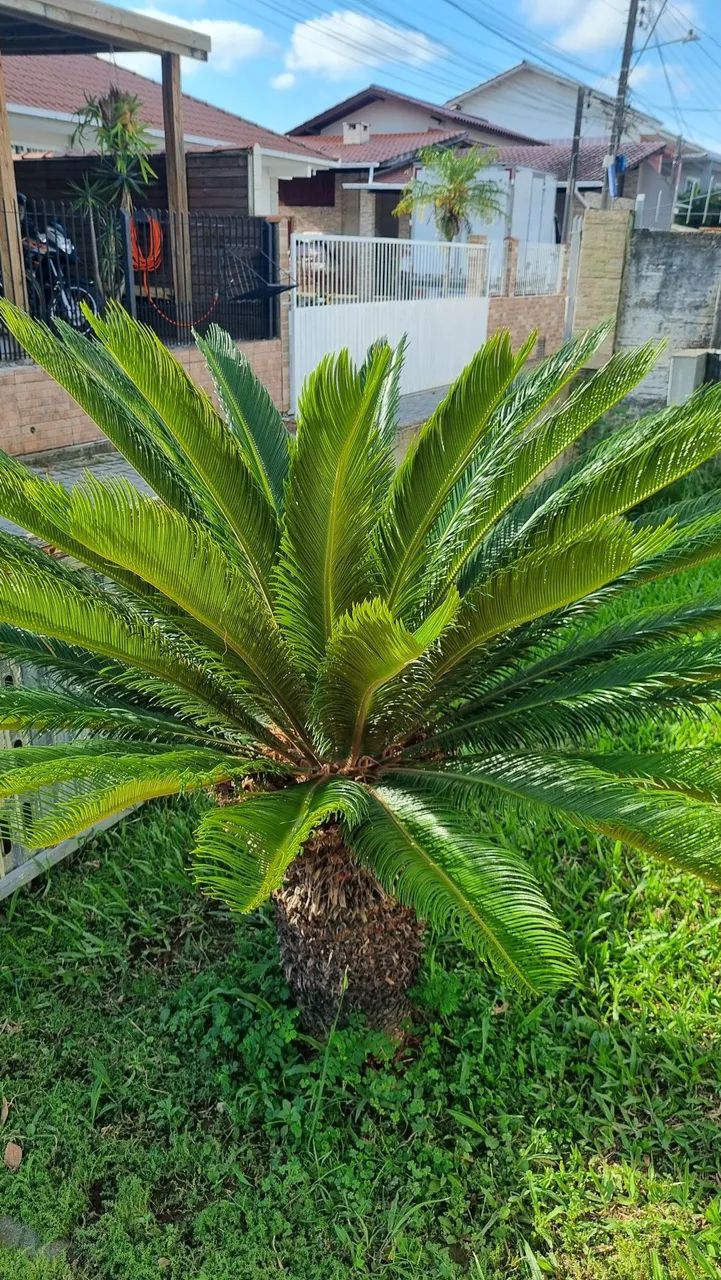 Mudas de planta Cyca