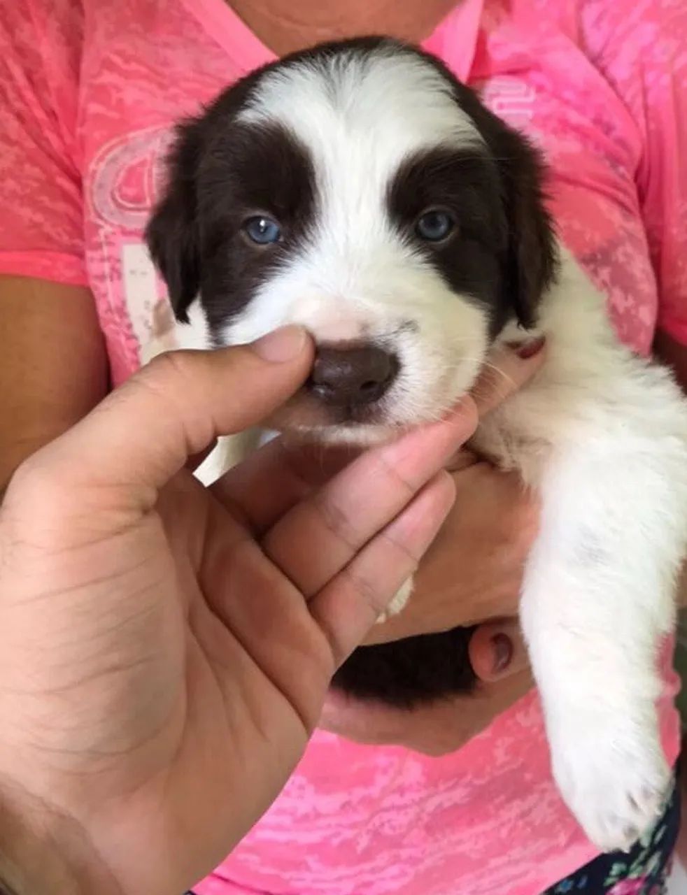 Border Collie com Pedigree 