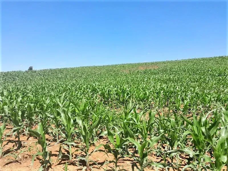 Área Rural de 36 Alqueires - Quinta do Sol - Pr - Foto 4