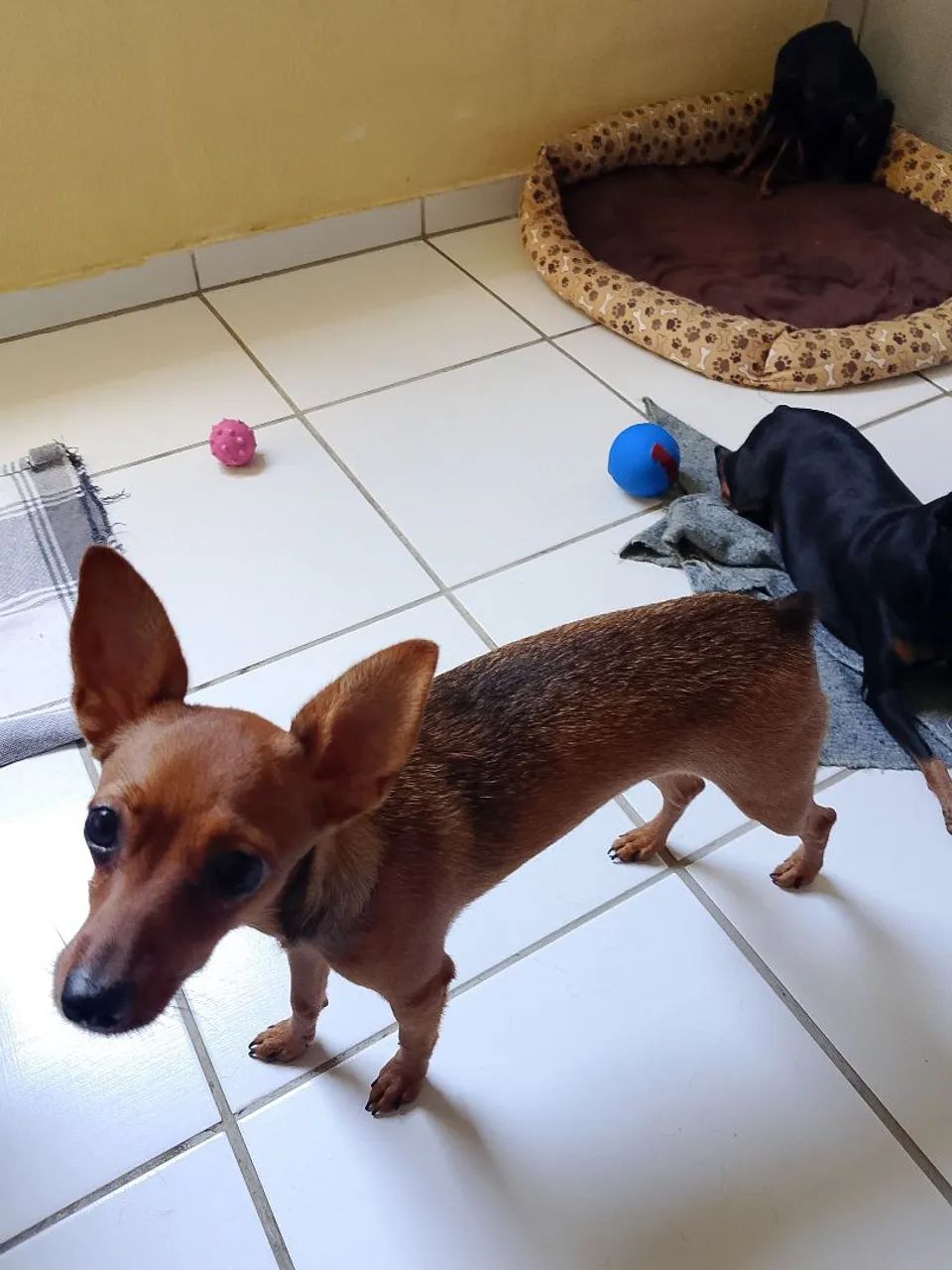 Pinscher número 1  - Foto 4