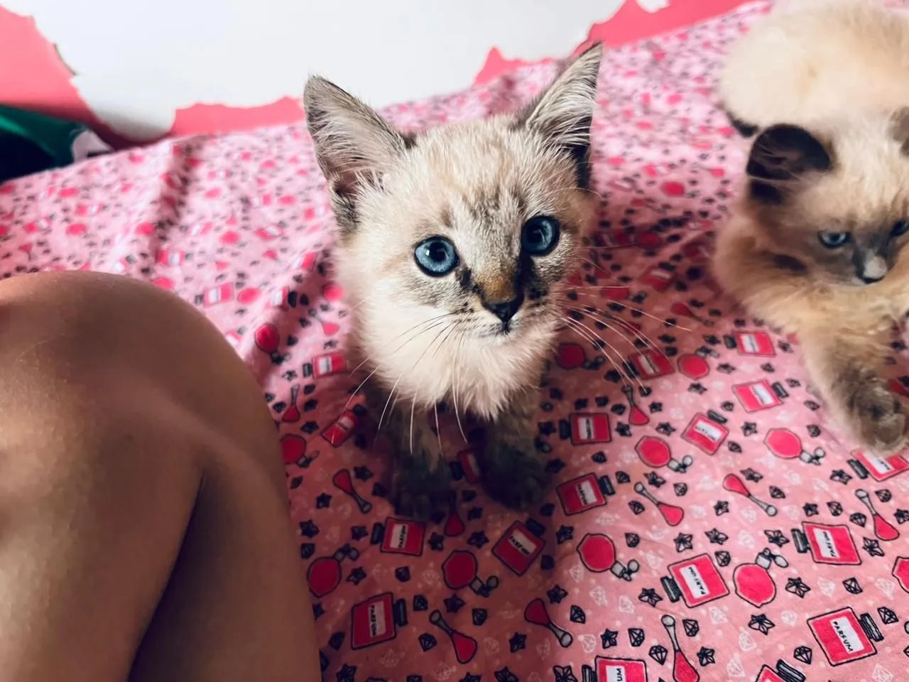 Doação de lindos gatinhos. - Foto 4