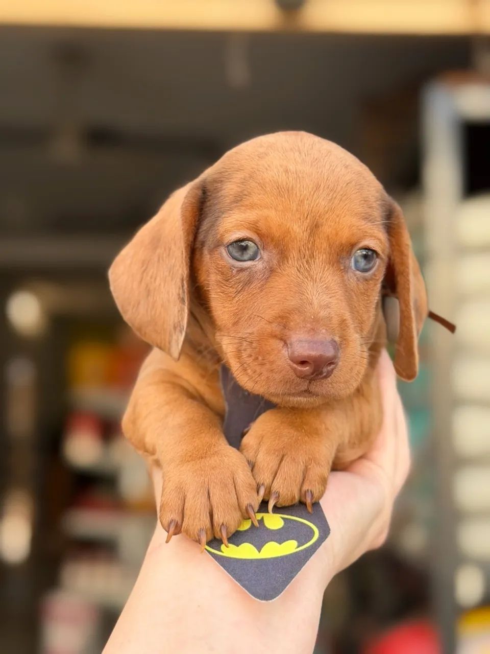 Dachshund macho chocomerle  - Foto 2