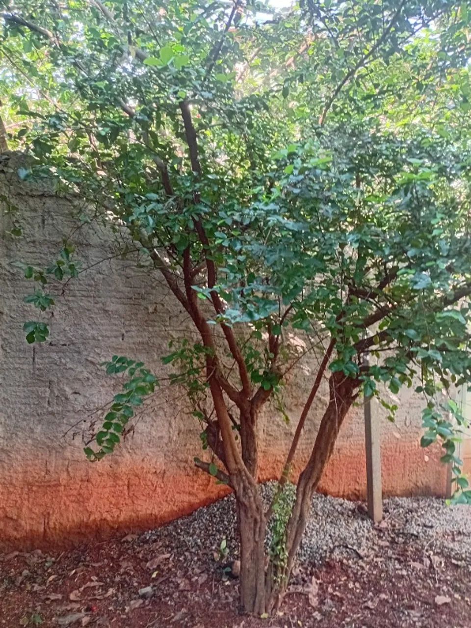 Árvores frutíferas 
