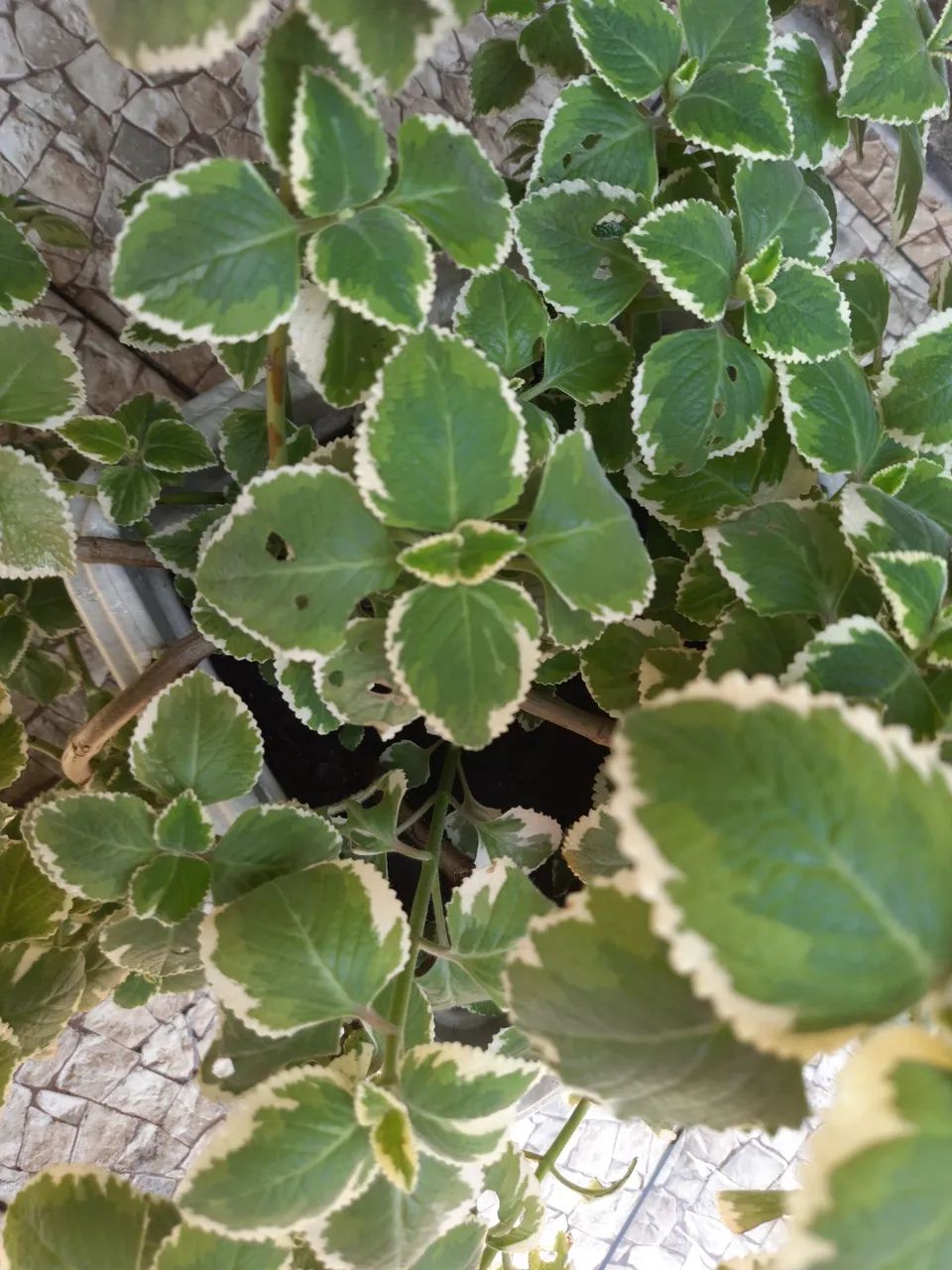 Vaso de Plantas - Foto 3