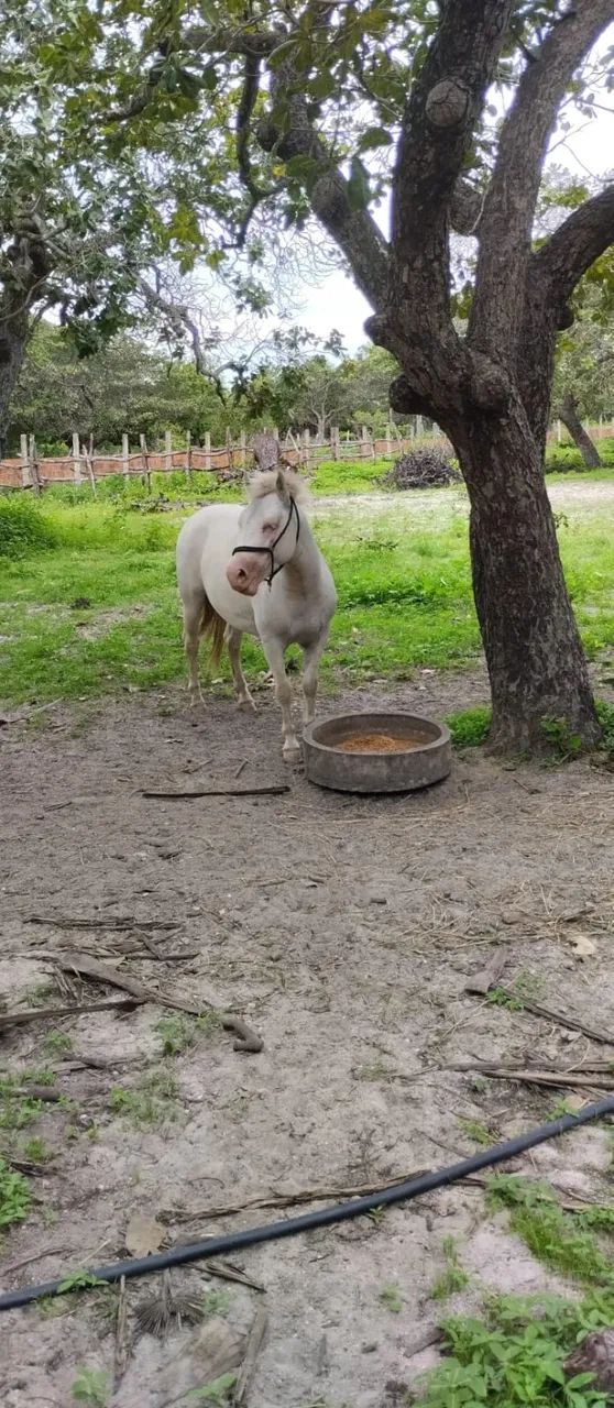 Ponei Garahao  - Foto 2