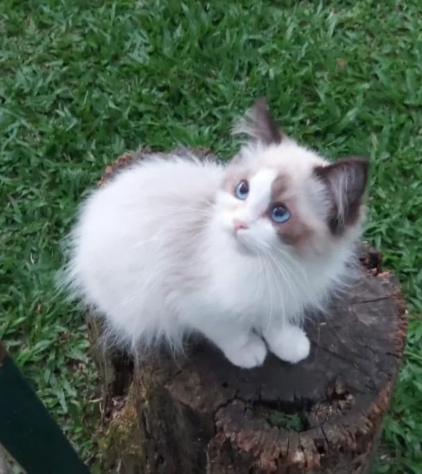 Ragdoll fêmea perfeita - beleza incomparável - Foto 2