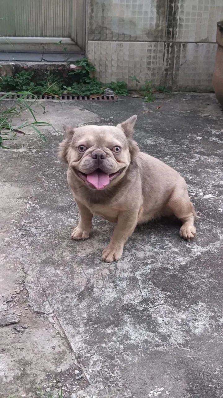 Bulldog Francês  - Foto 4