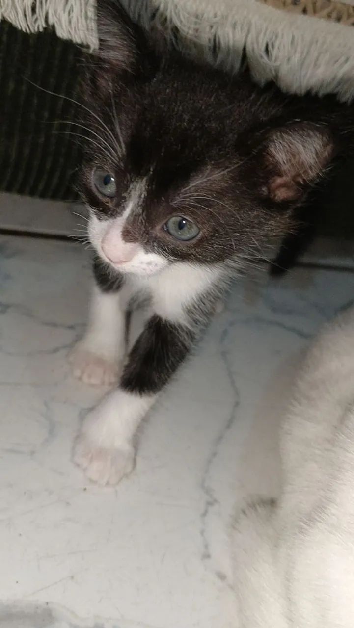Doação de gatinhos
