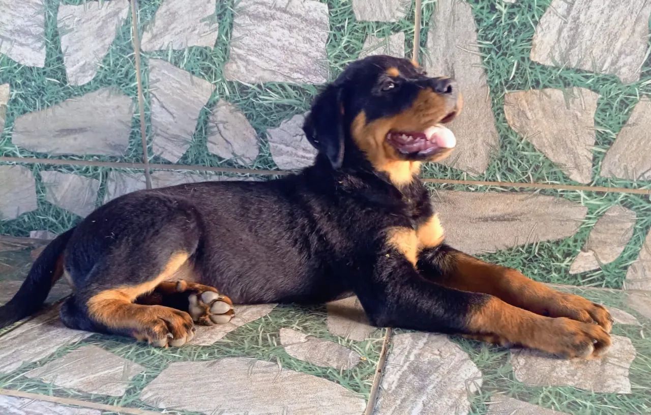 Macho Rotweiller  - Foto 2