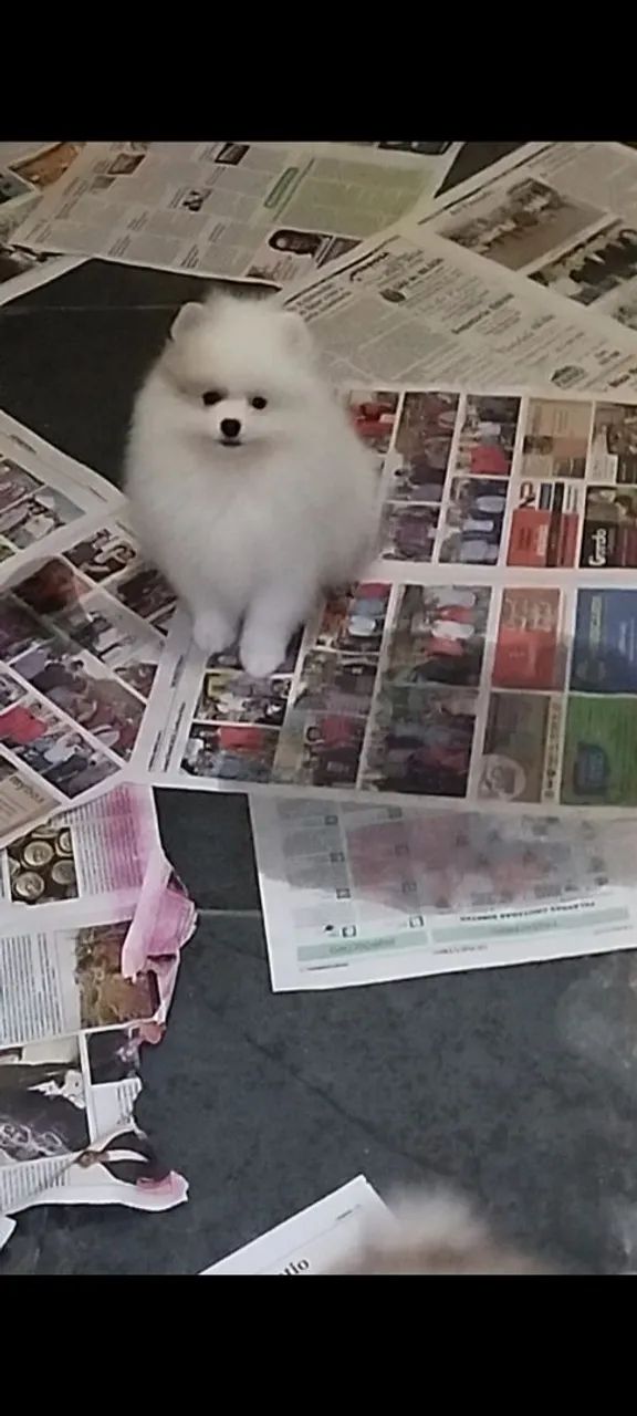 Machinhos branco de Spitz  - Foto 4
