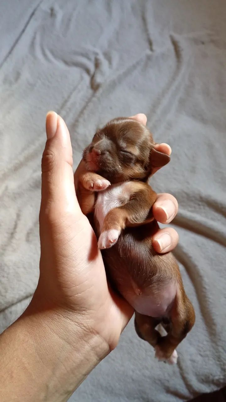 Pet - Foto 2