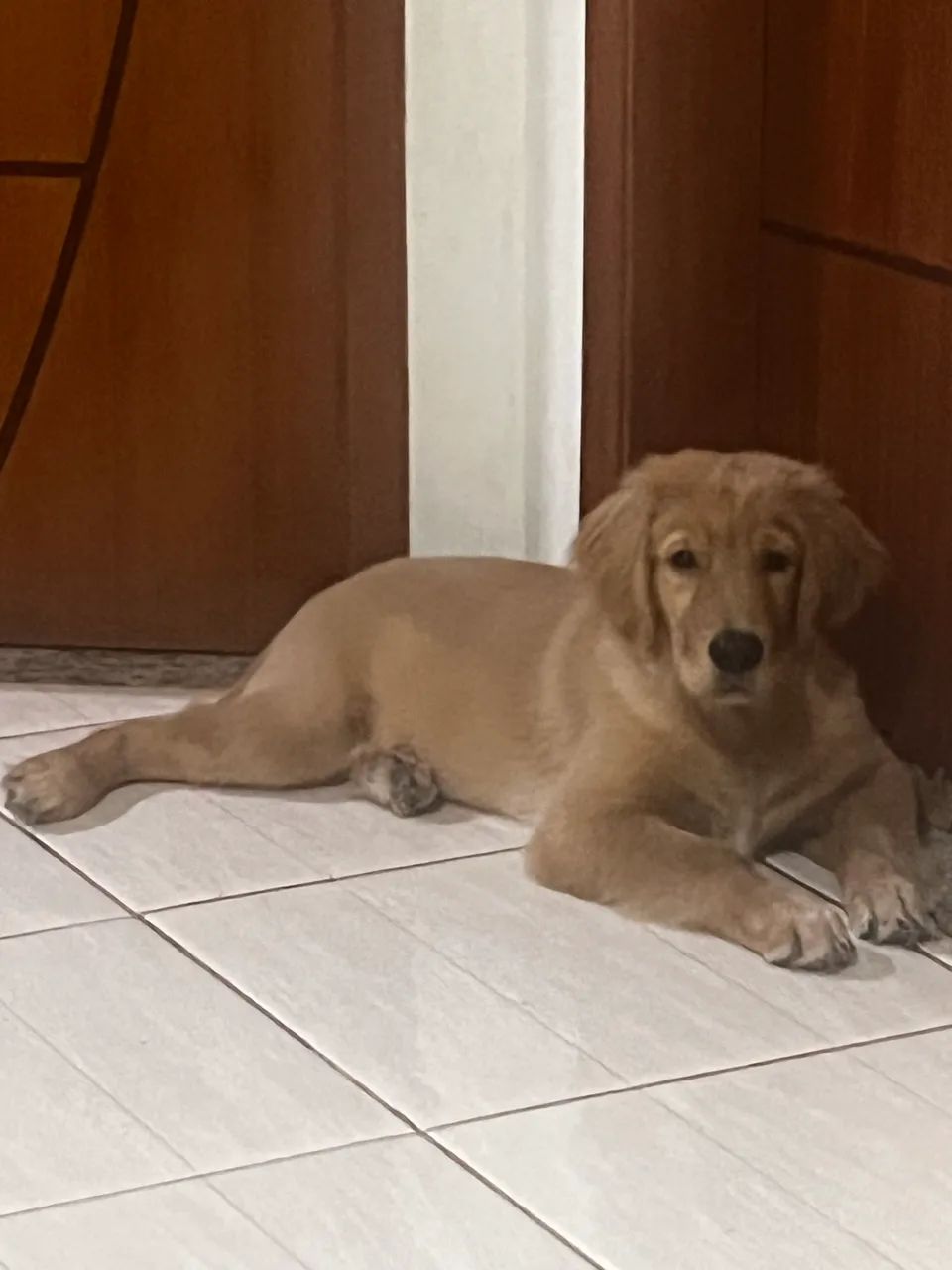 Vendo Golden  - Foto 2