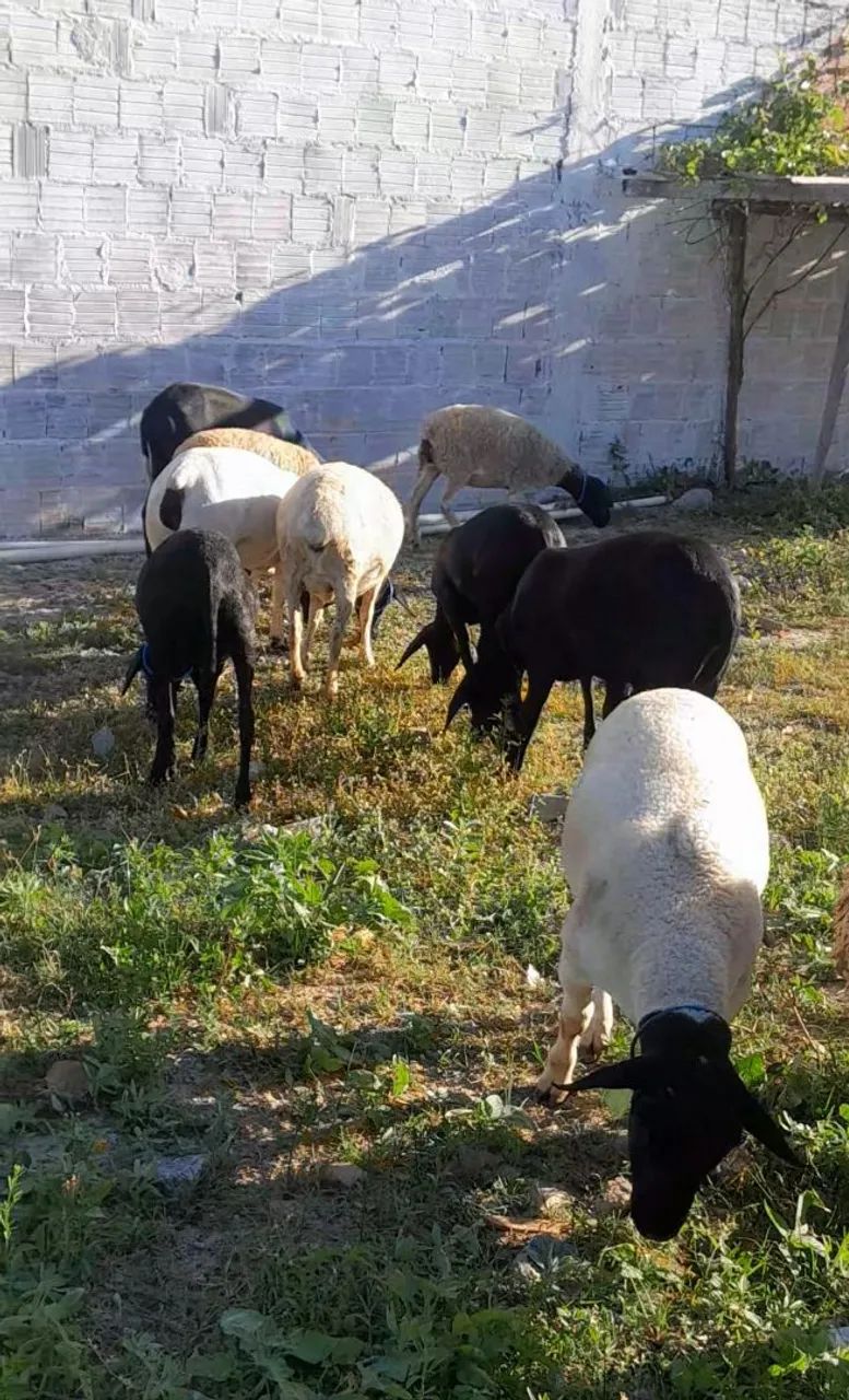 Ovelha e carneiro 