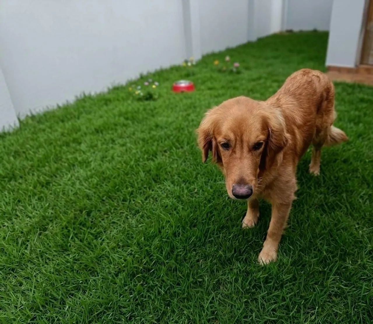Golden retriever  - Foto 2