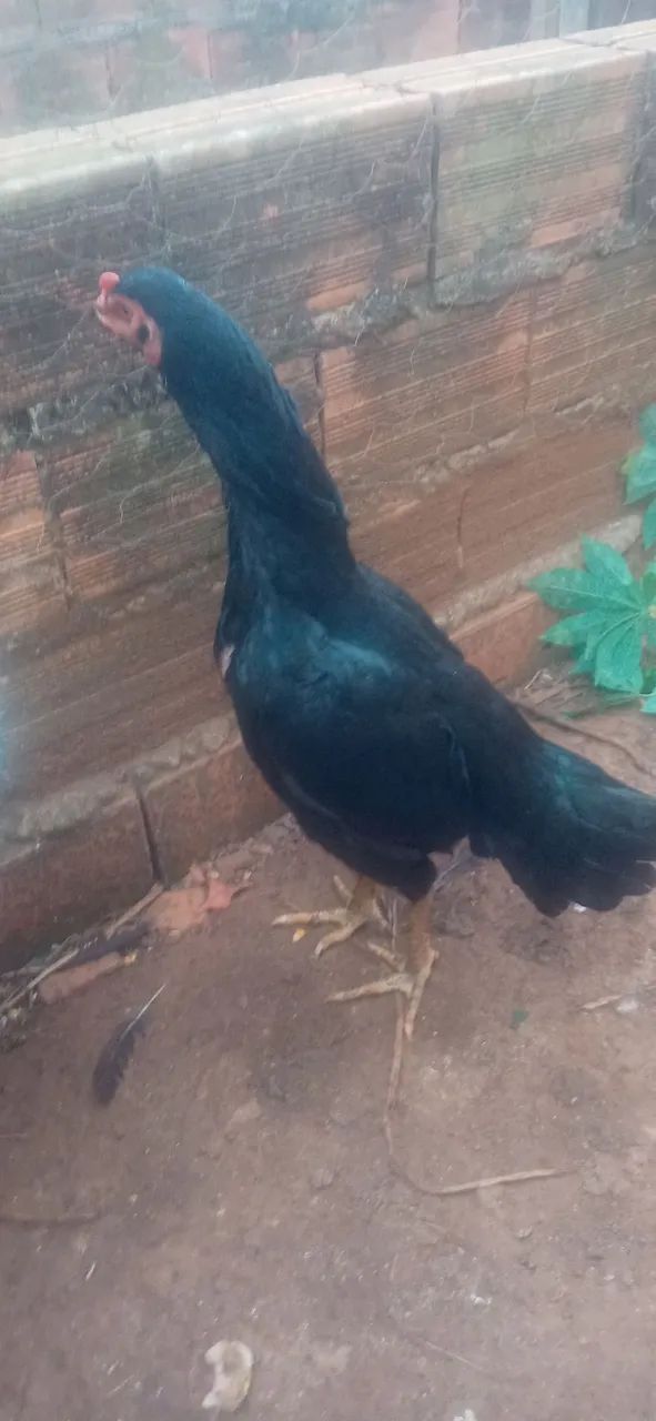 Galinha preta - Foto 3