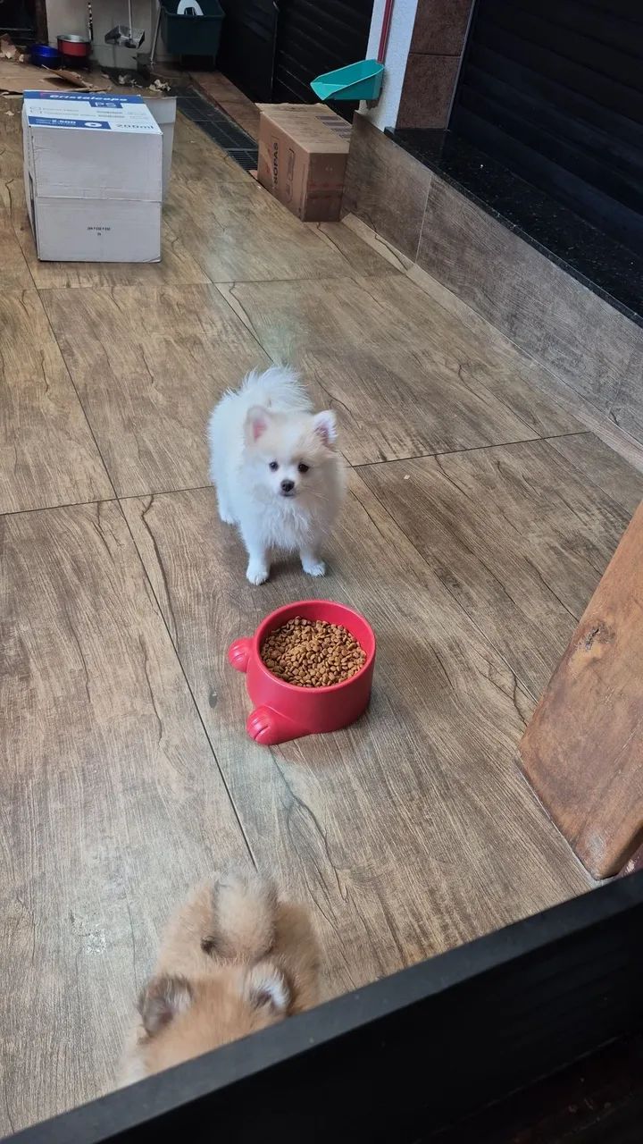 Spitz alemão MACHO pronta entrega  - Foto 4