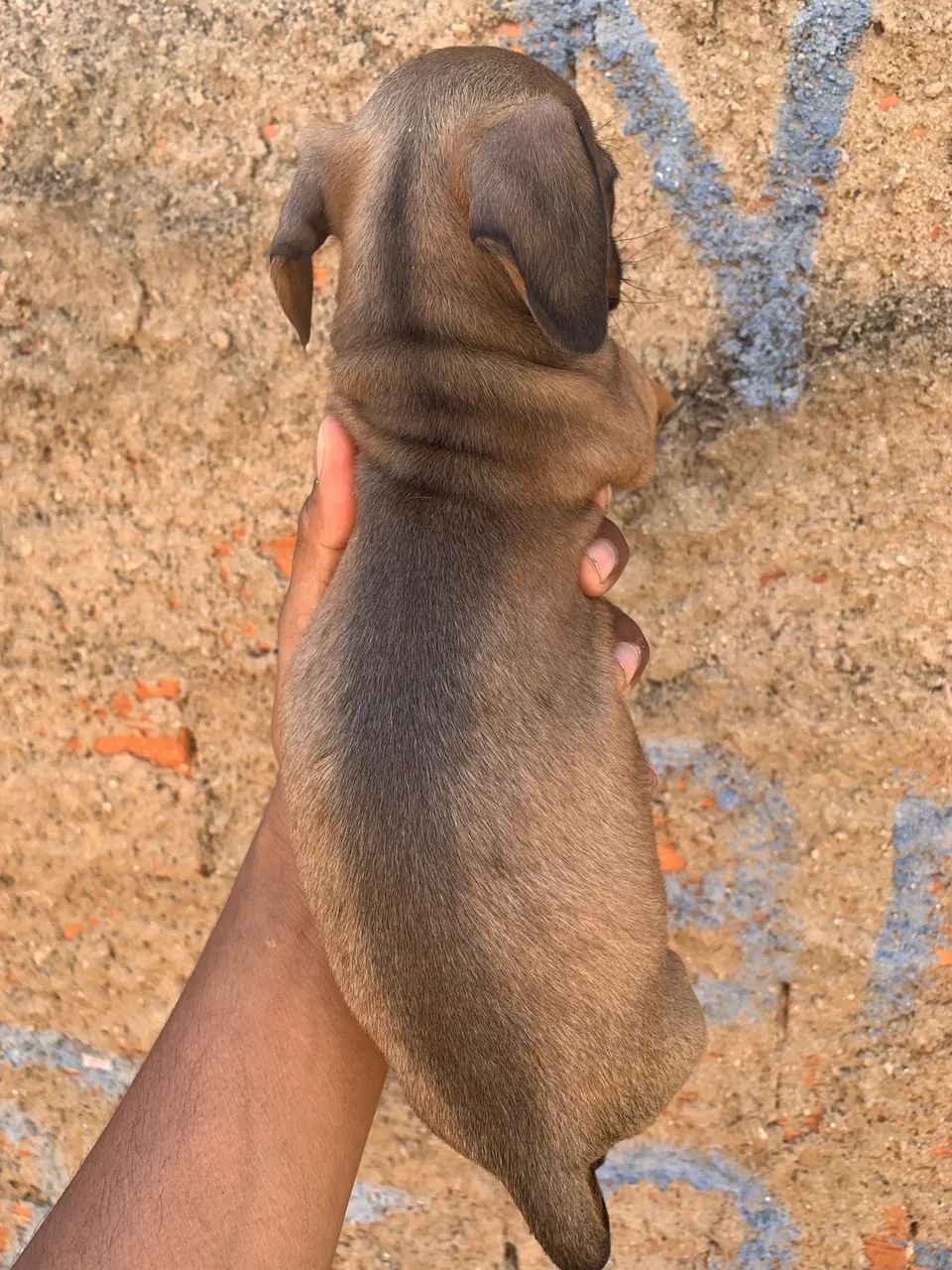Cofap macho - Foto 3