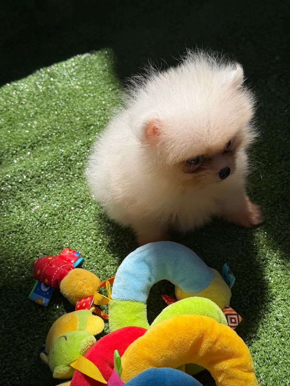 Spitz alemão 