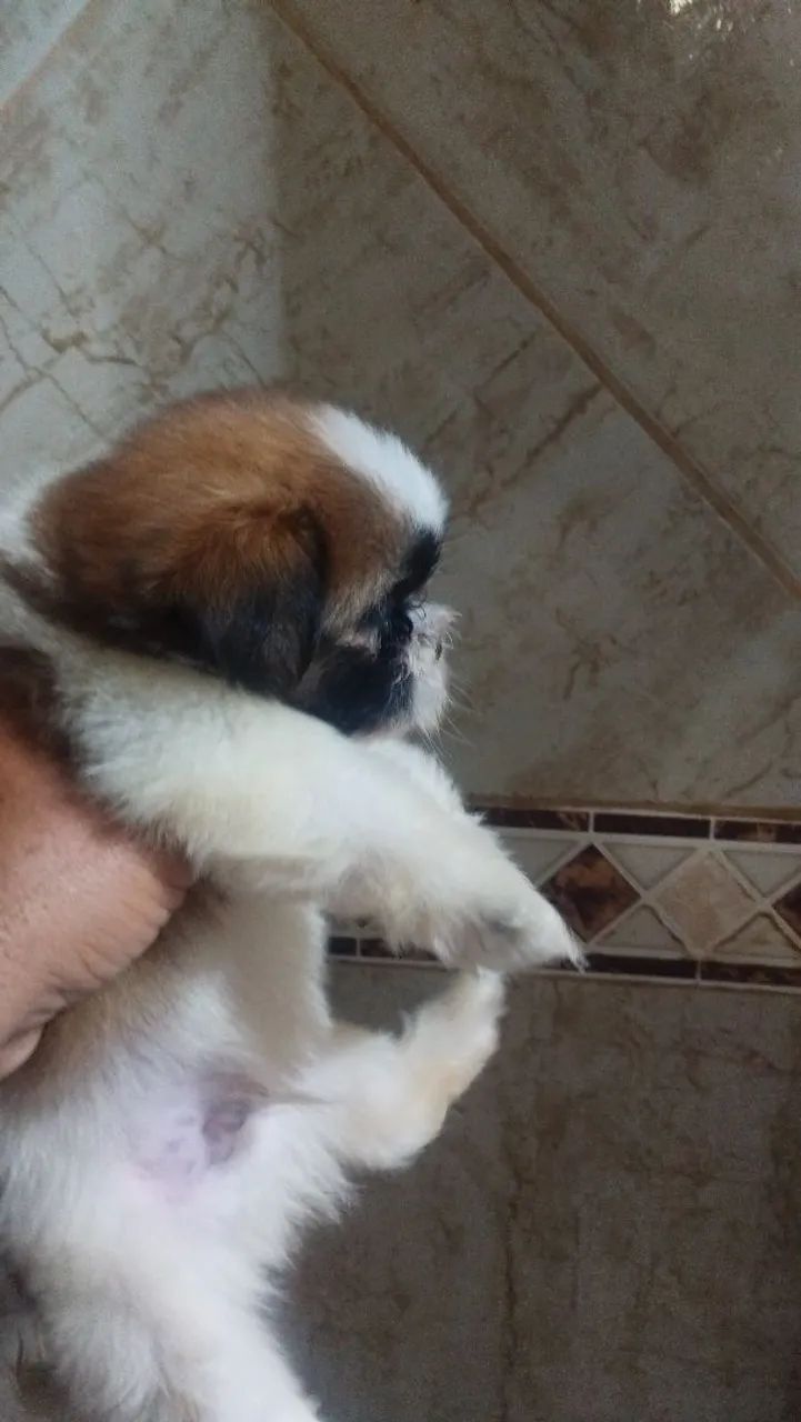Shitzu macho - Foto 2