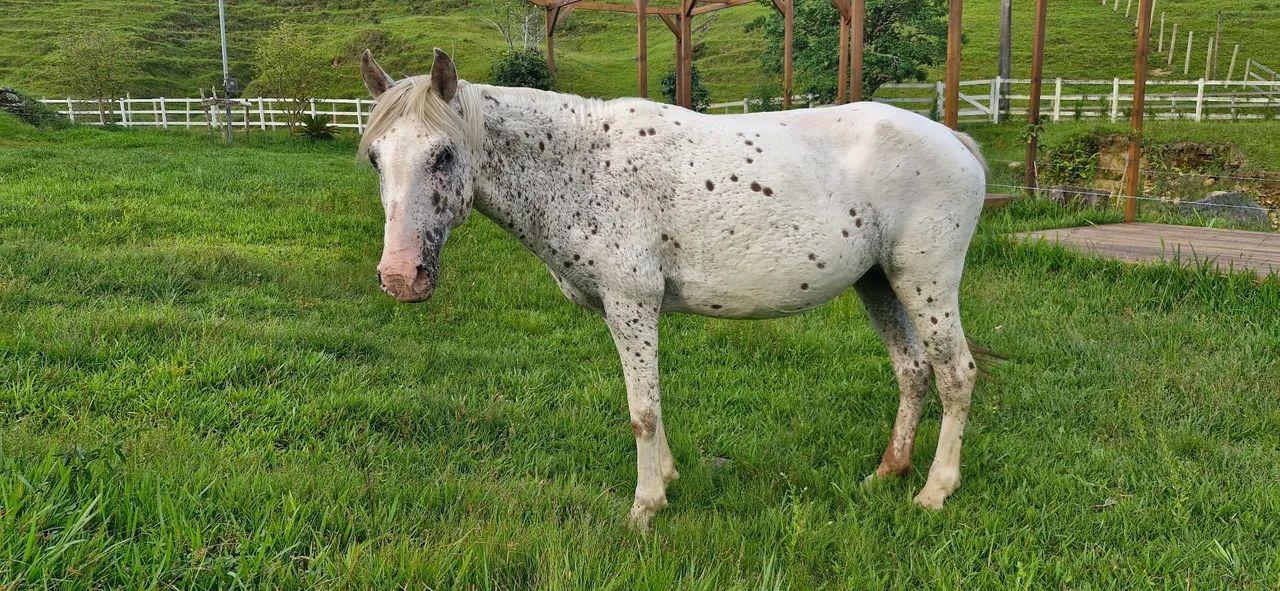 Cavalo (égua) Appaloosa - Foto 4