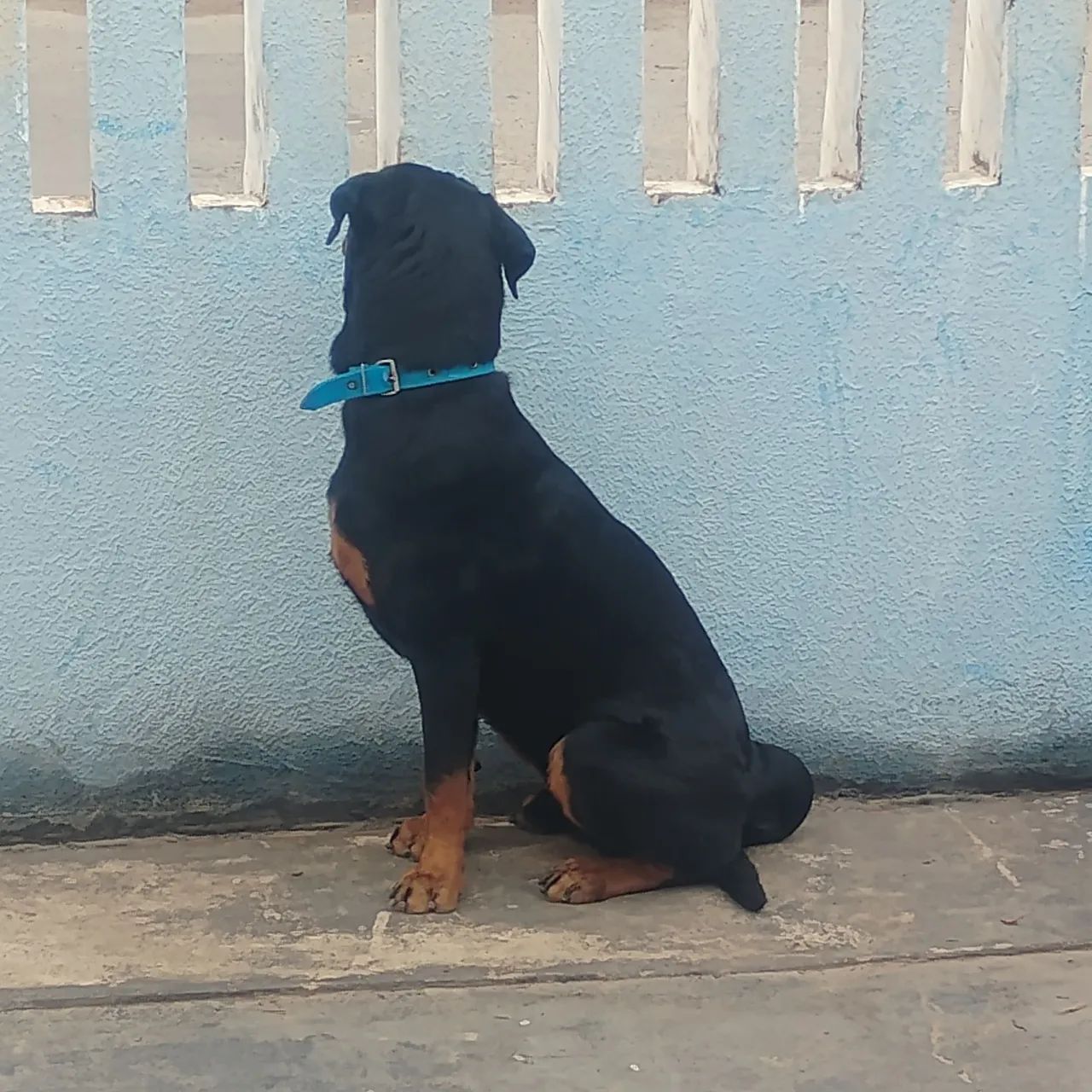 Doação Responsável  - Foto 4