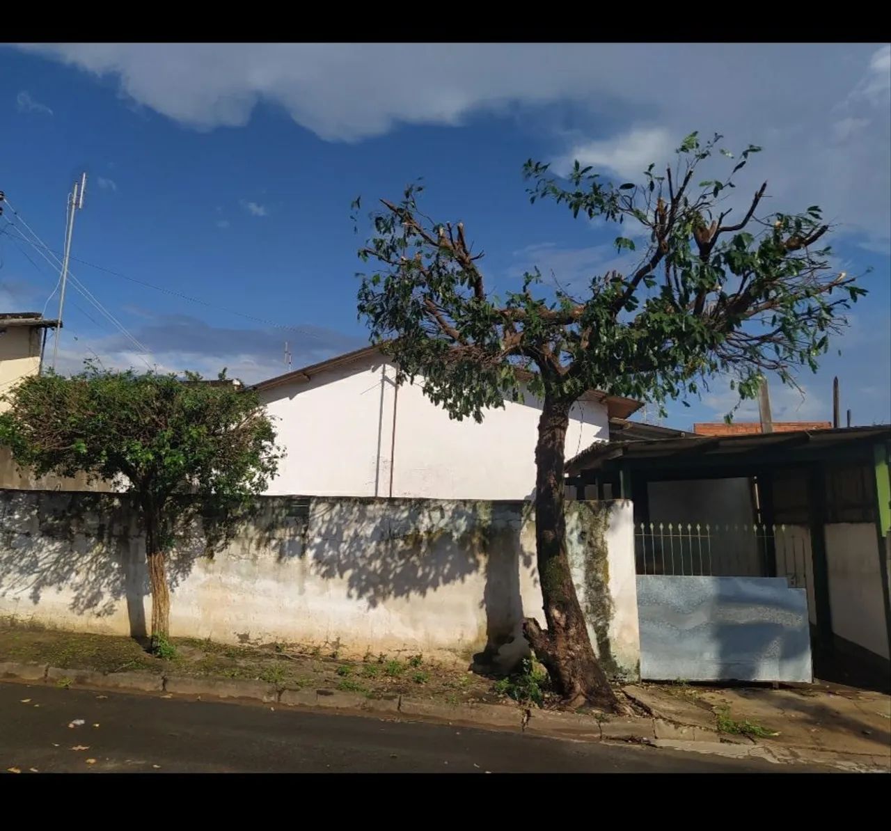 Foto - Dracena - 