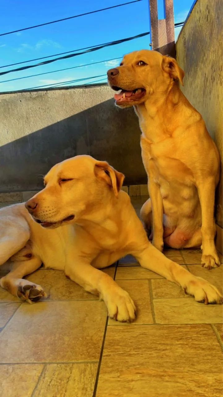 Filhote Labrador puro  - Foto 3