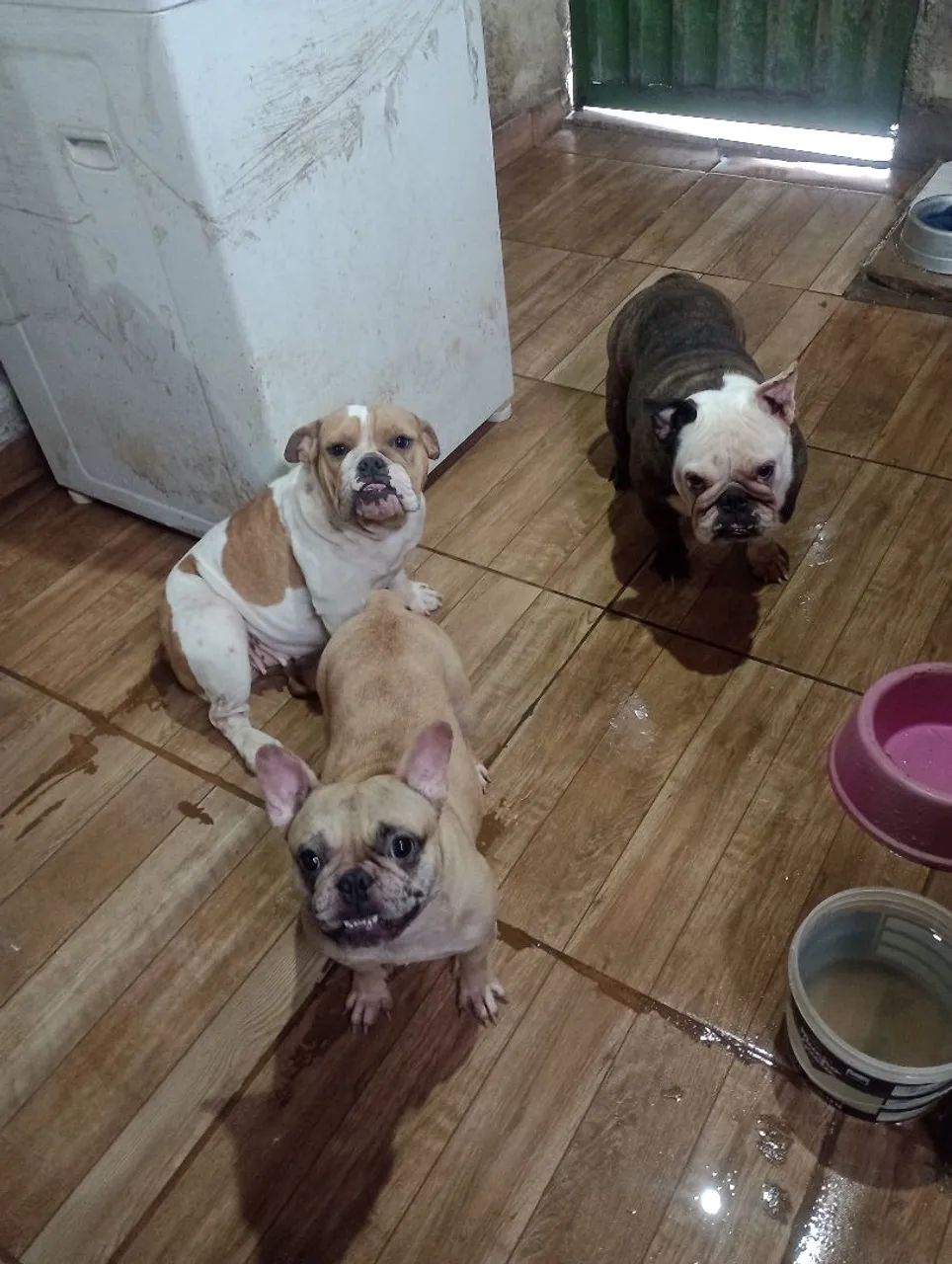 cachorro  - Foto 2