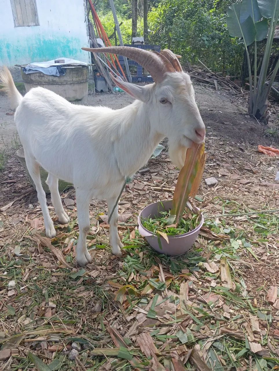 animal 
