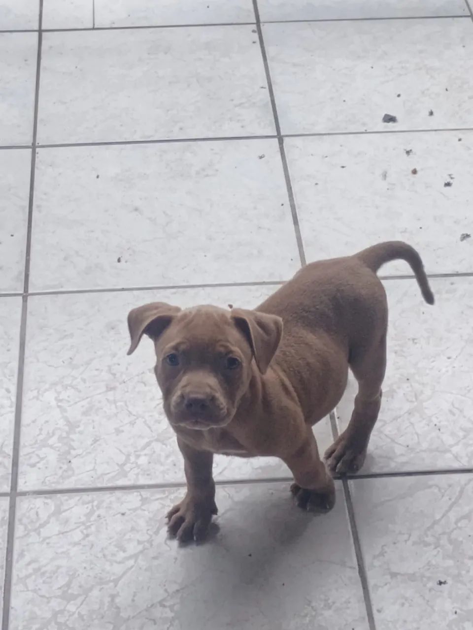 Filhotes de Pitbull 