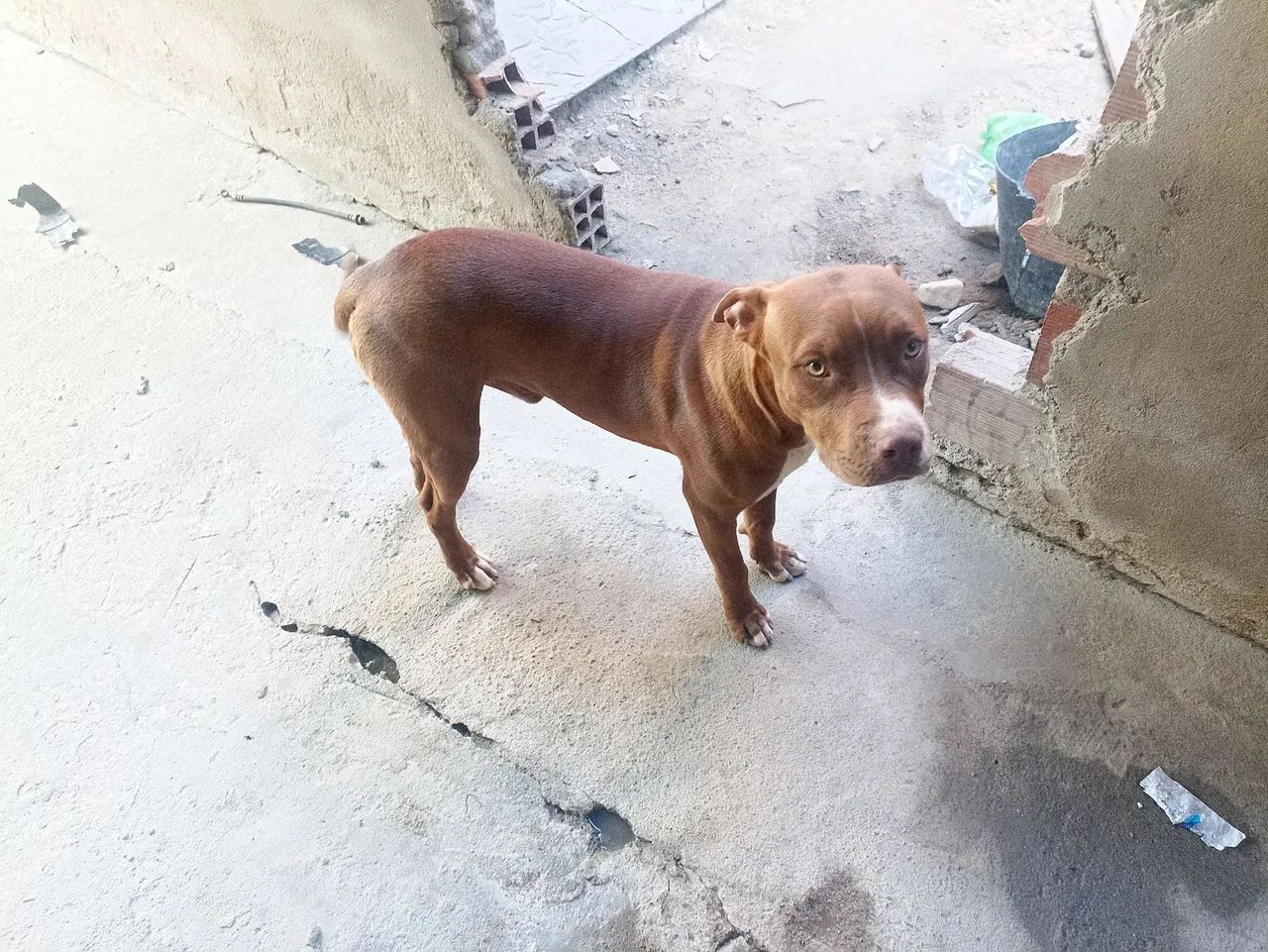 Cachorro ? - Foto 3