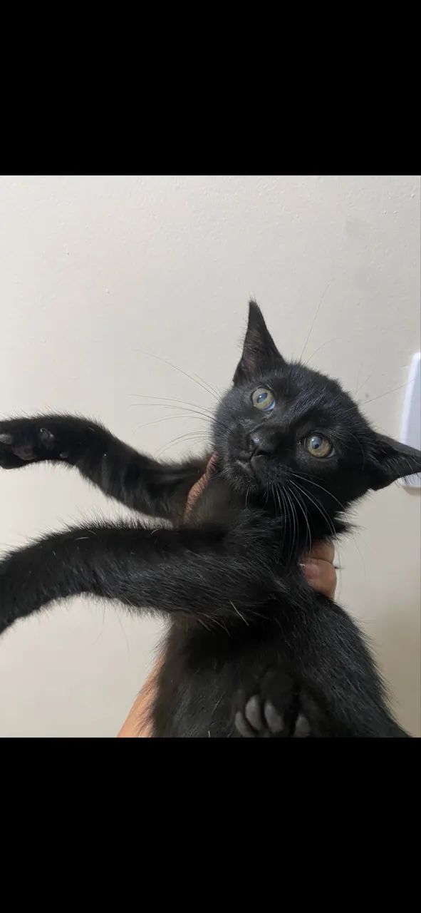 Gatinhos para adoção  - Foto 4