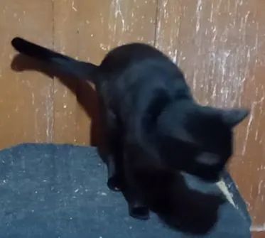 Doação de dois gatos machos - Foto 4