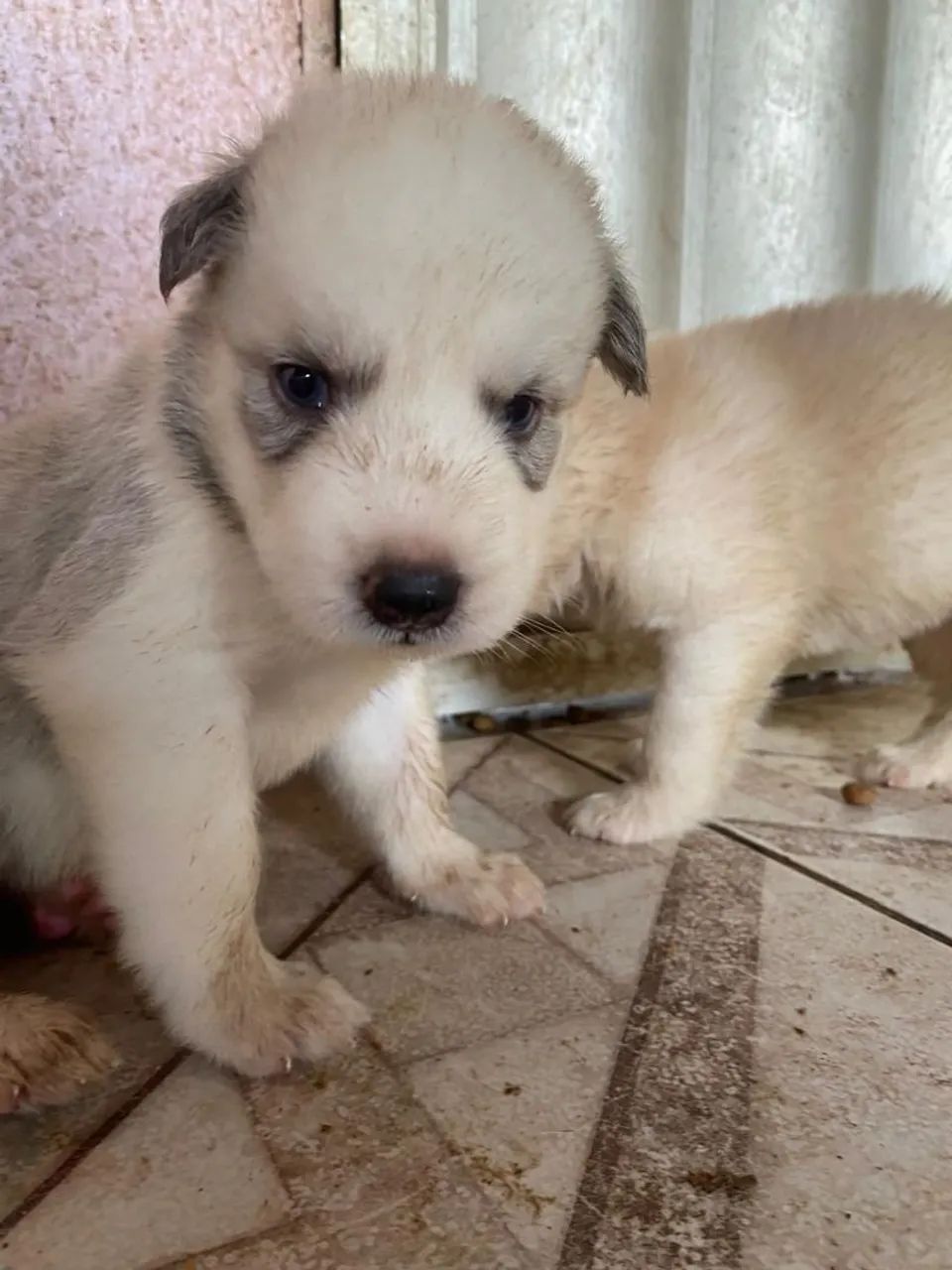 husky siberiano  - Foto 3