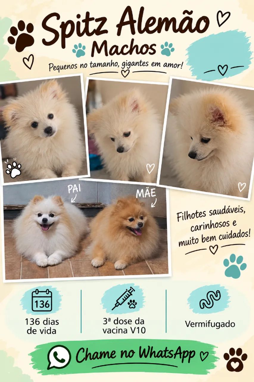 Pets