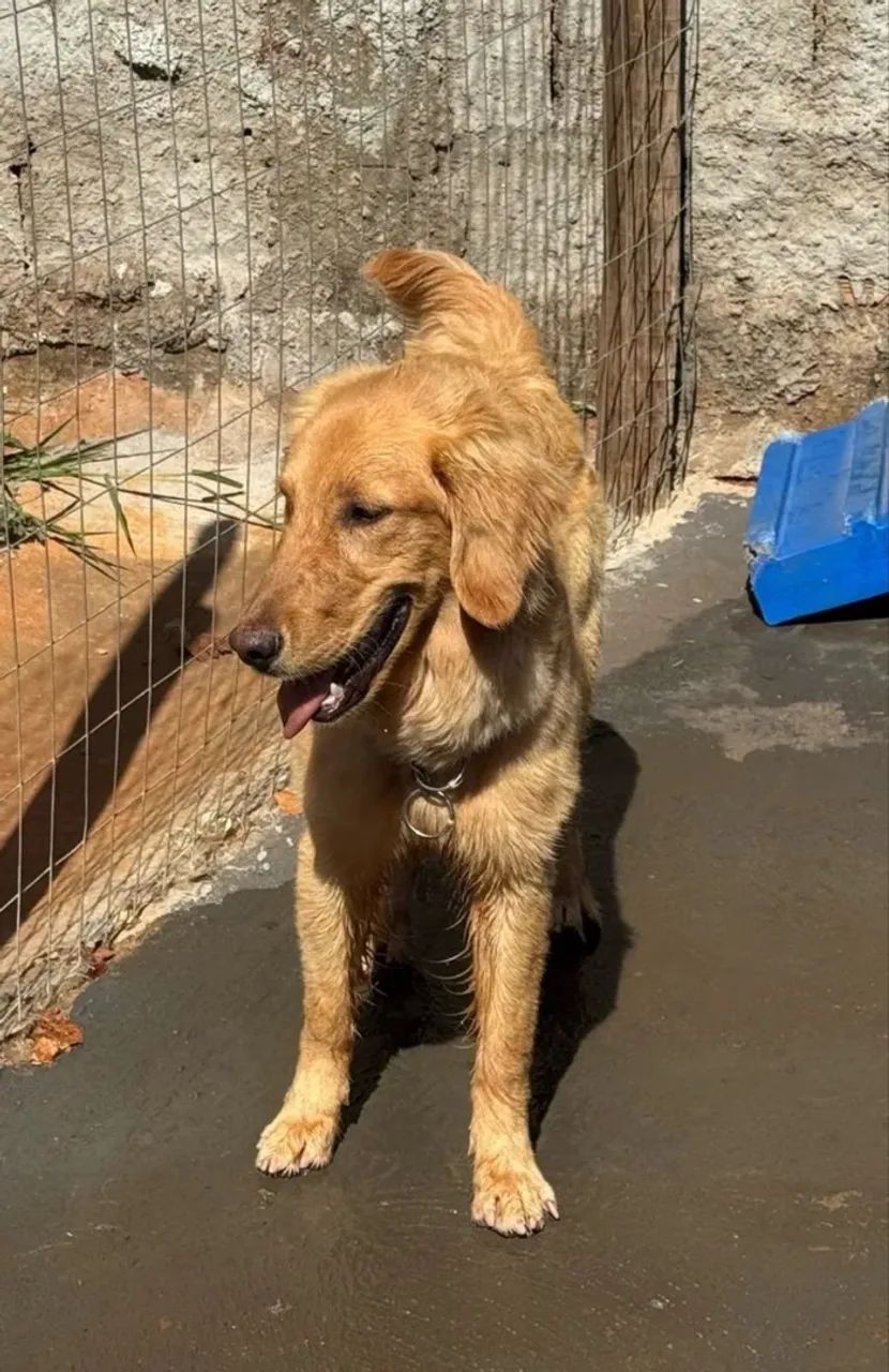 Golden retriever  - Foto 3