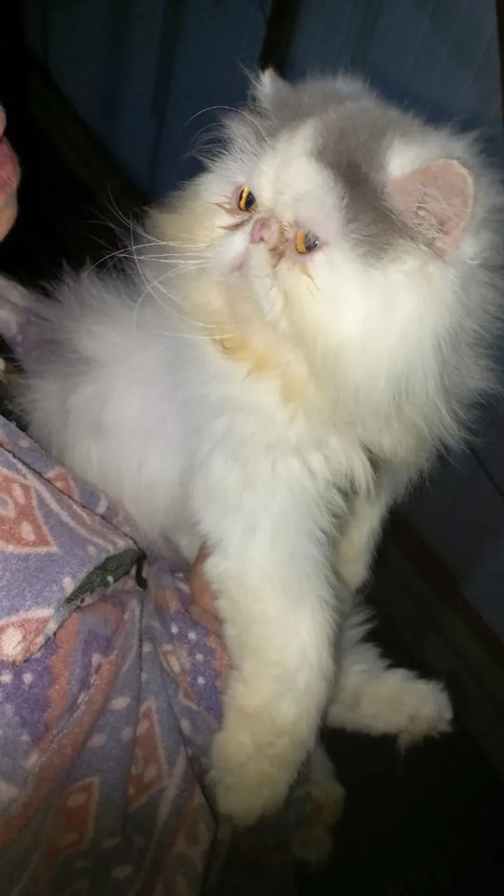 Gatinho persa 