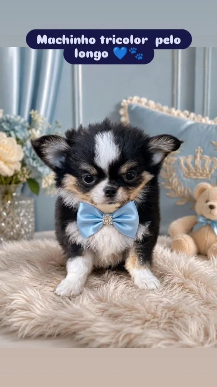 Chihuahuas macho e fêmea pelo longo / pais com pedigree/ contrato com garantia  - Foto 5