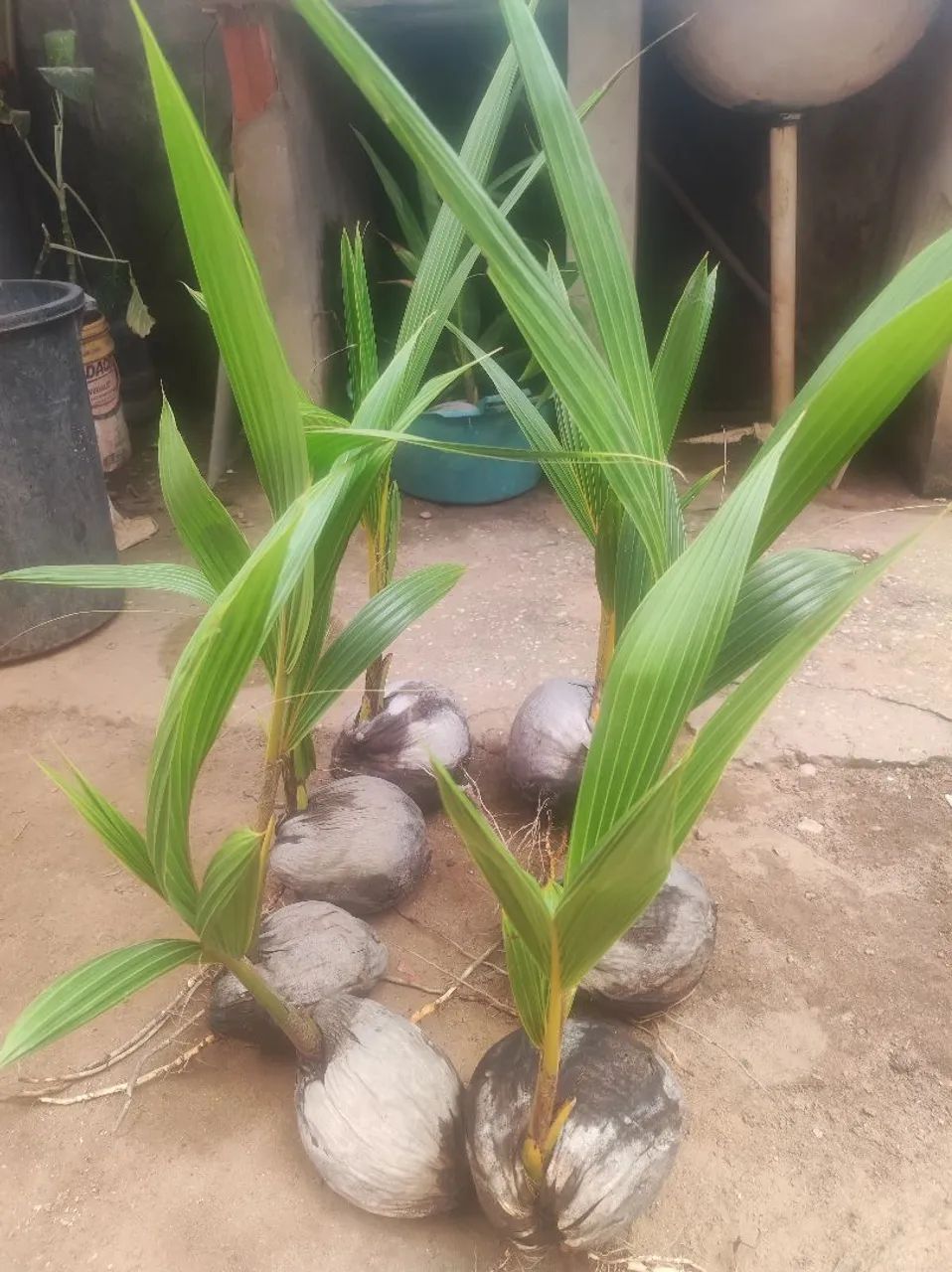 Mudas de coco da praia  - Foto 3