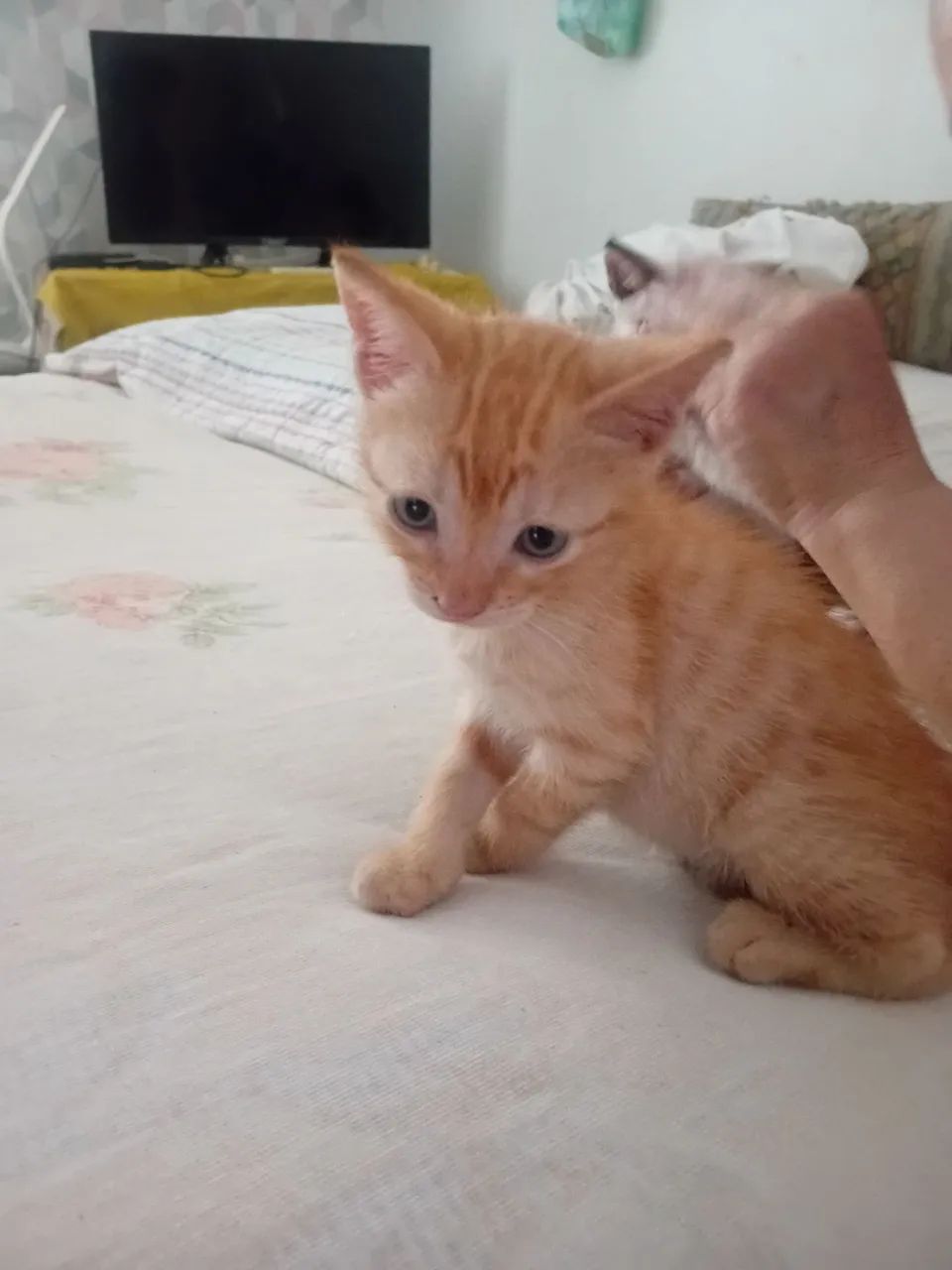 Doação de Gatos  - Foto 5