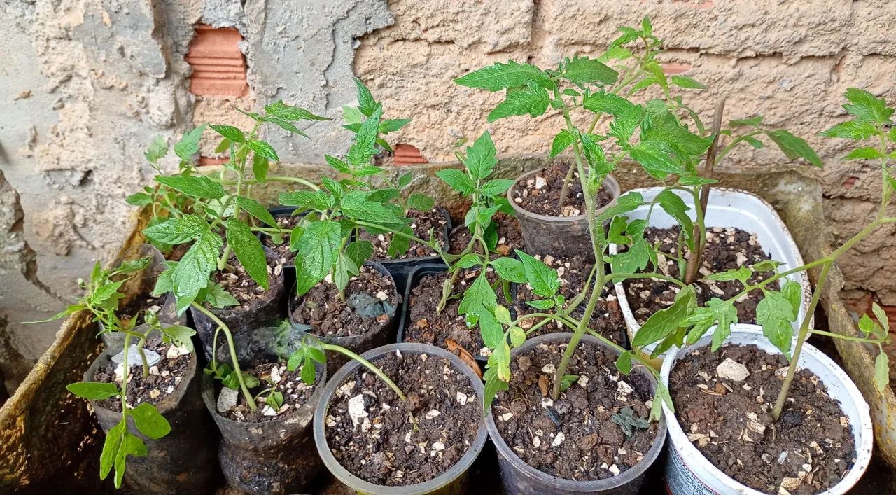 Mudas de maracujá e Muda de tomate 