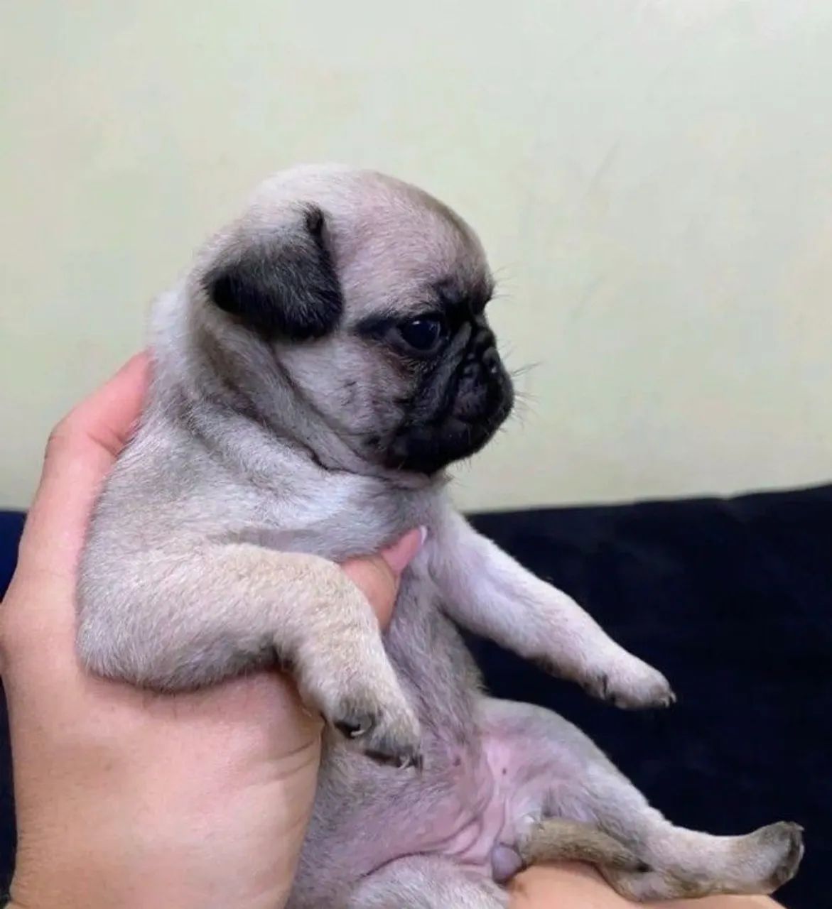 Pug