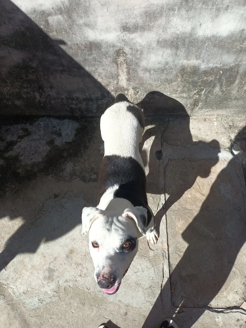 Doa-se Cachorro - Foto 2