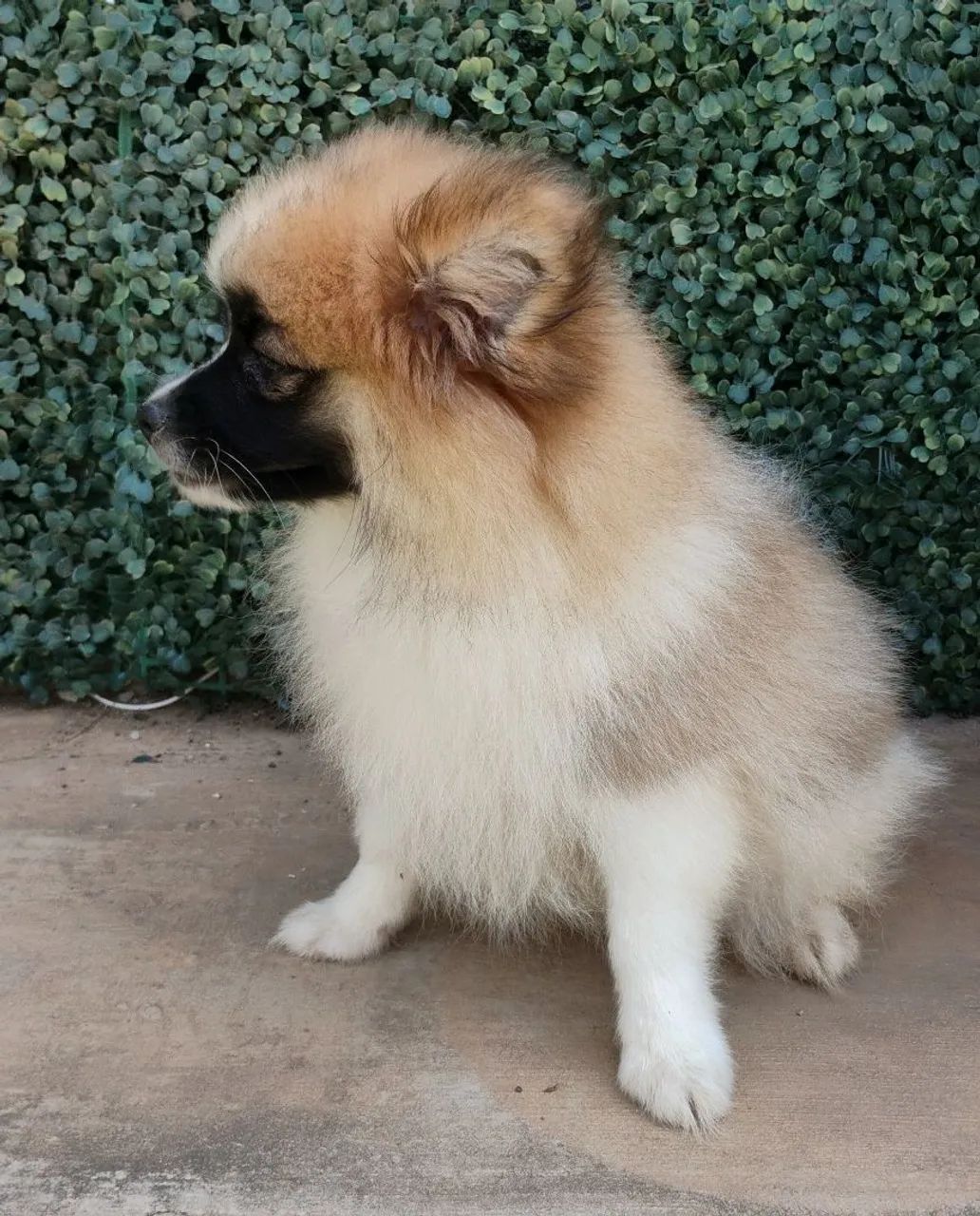 Spitz alemão FEMEA - Foto 3