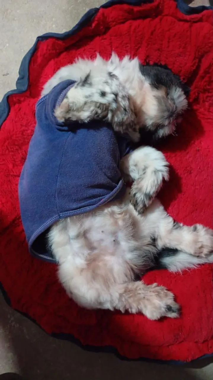 Vendo Shitzu macho  - Foto 2