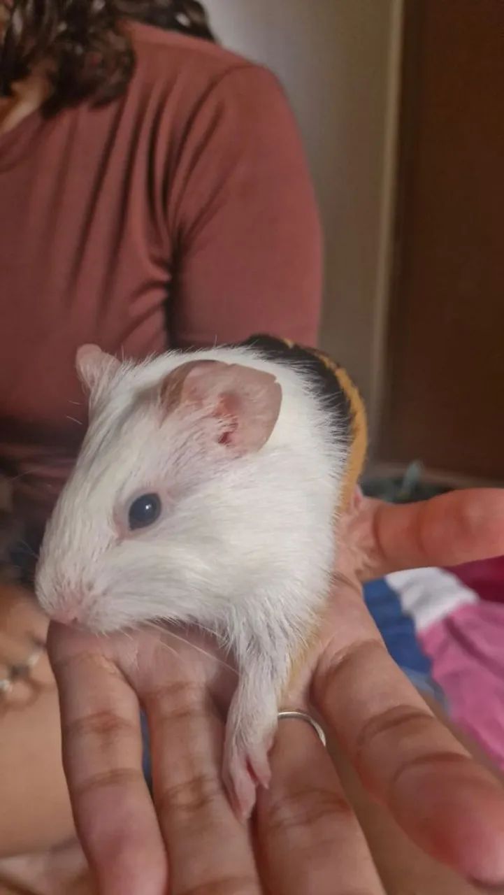 Filhotes de porquinho da india machos. - Foto 6