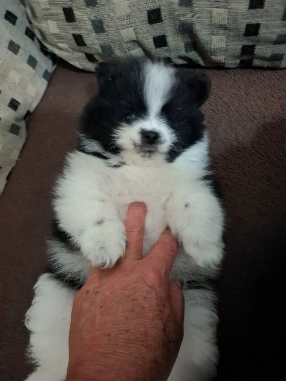 Lindo machinho spitz alemão  - Foto 4