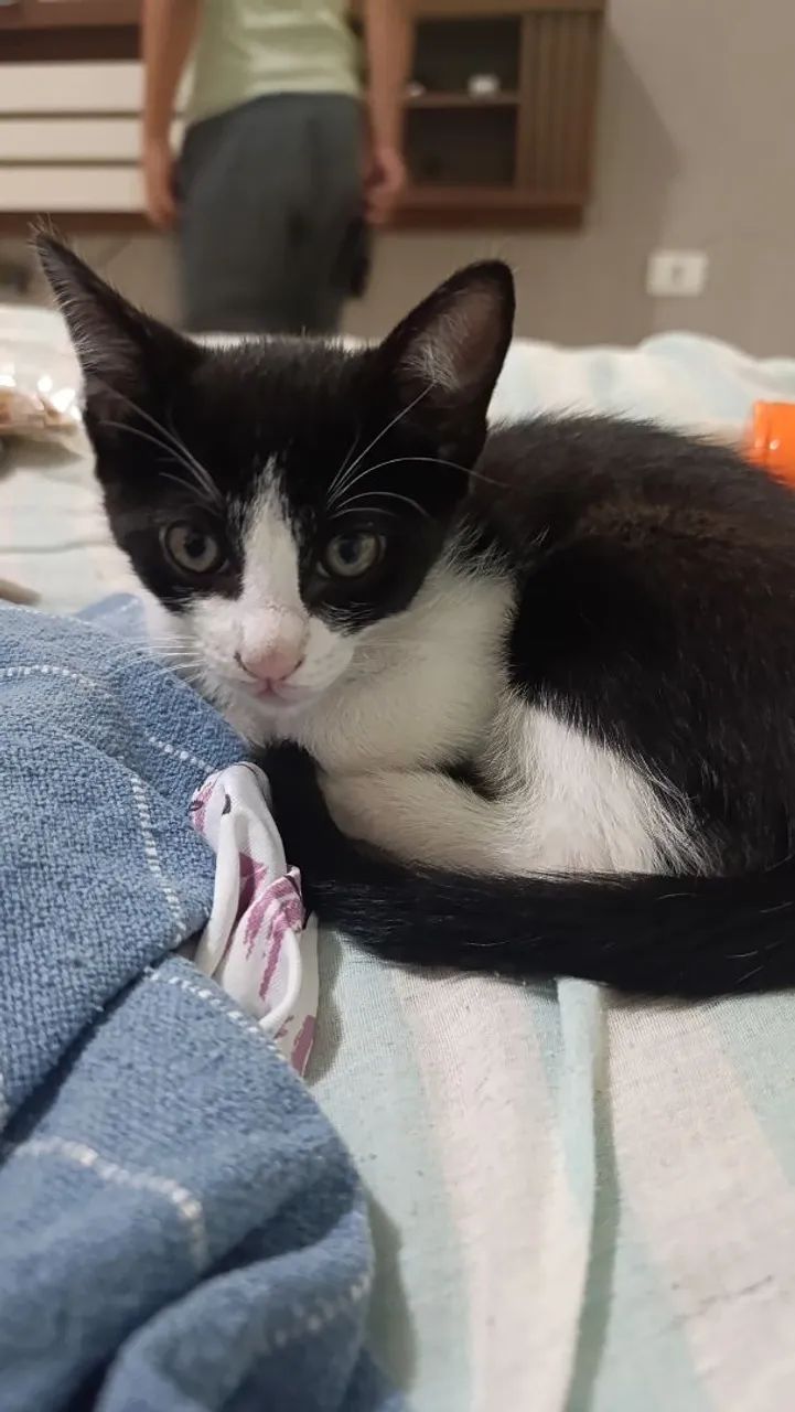 Adoção de gatinho macho - Foto 5