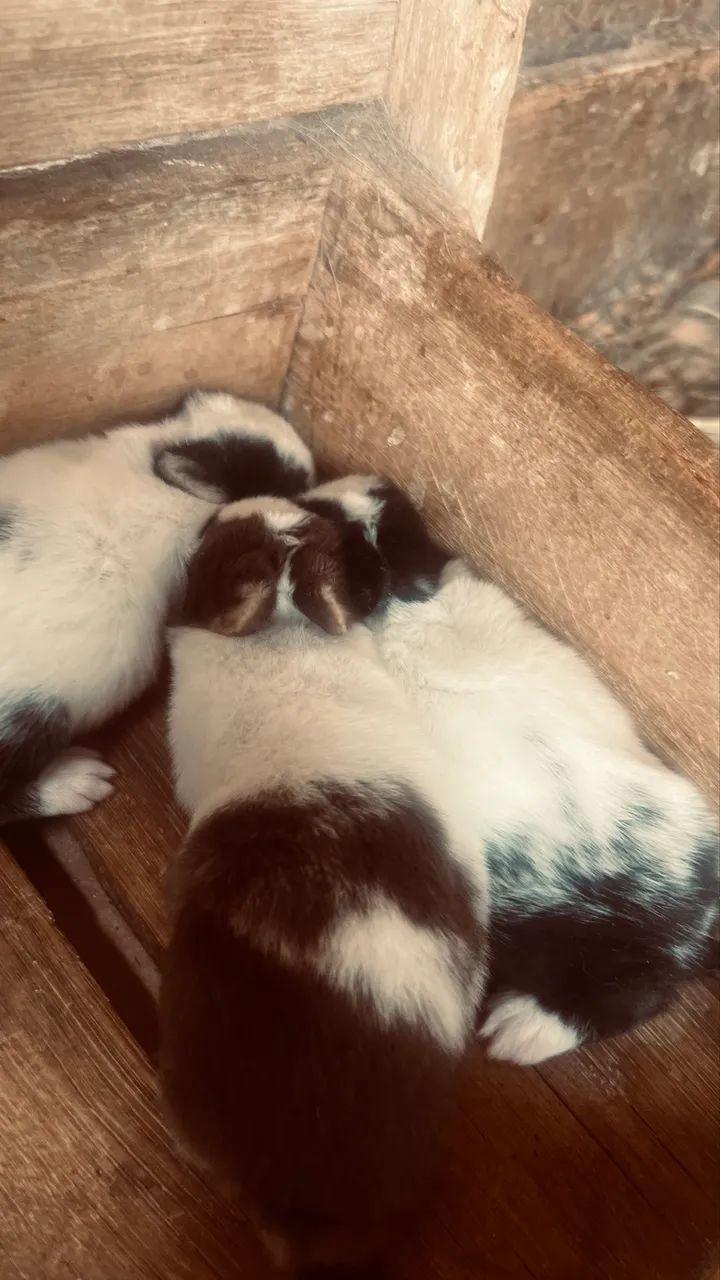 Coelhos  - Foto 2