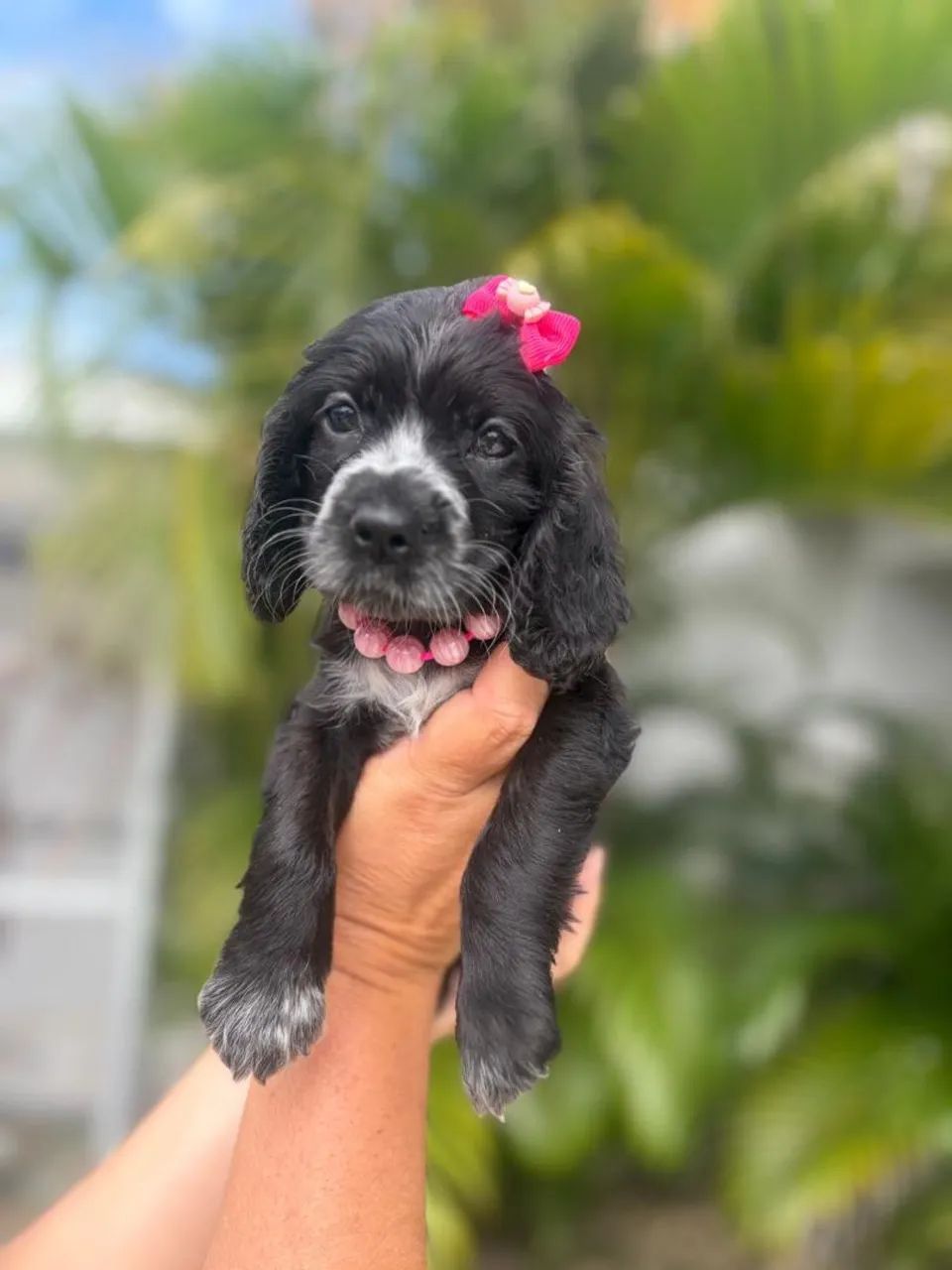 FEMEA COCKER SPANIEL INGLÊS DISPONÍVEL PRONTA ENTREGA - Foto 2